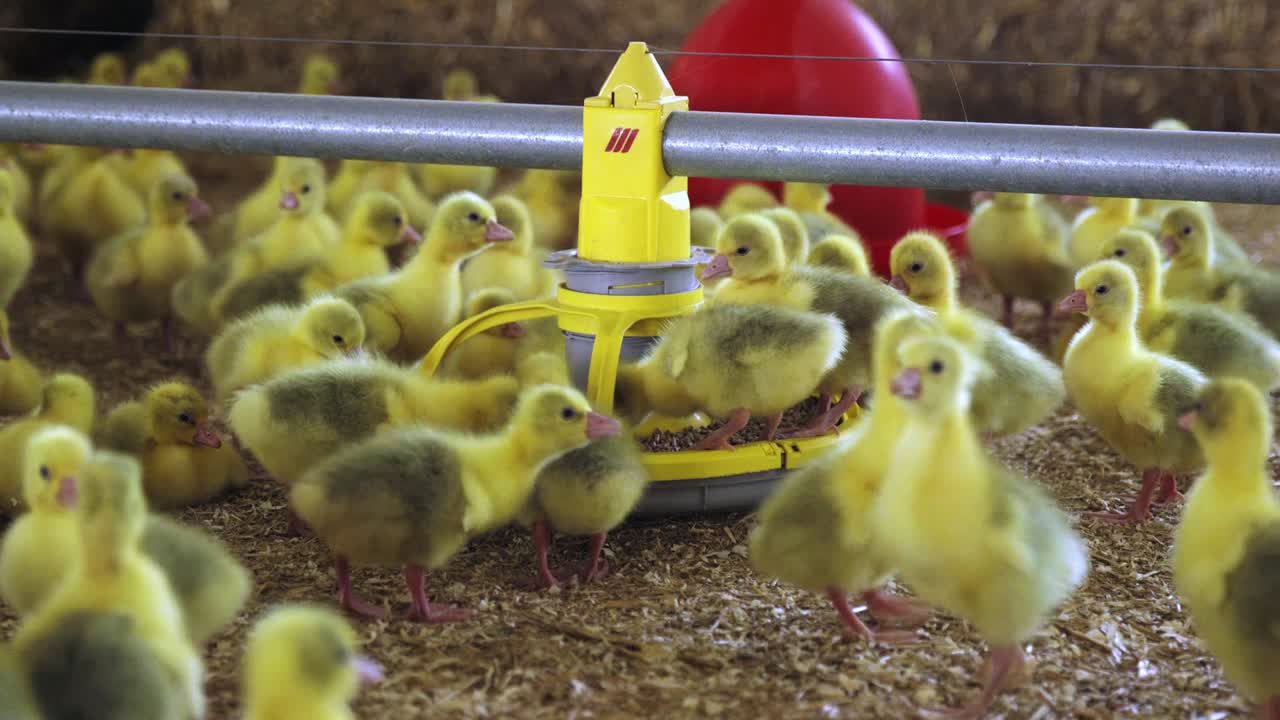 Goslings being fed in indoor farm in spring