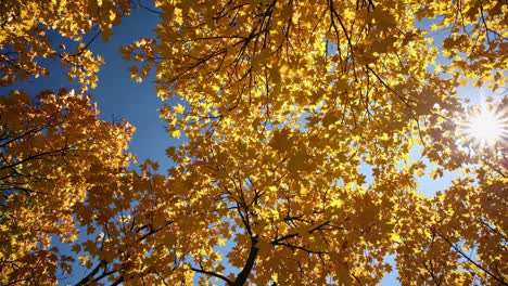 a low-angle video shot captures vibrant yellow autumn leaves against a clear blue sky, with sunlight