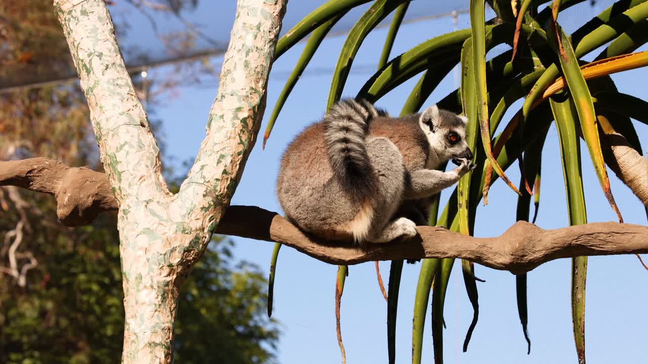 un lémur sentado en una rama en el zoológico