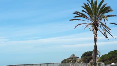 Vista-De-La-Palmera-Moviéndose-Con-El-Aire-Con-Un-Hermoso-Cielo-Azulado