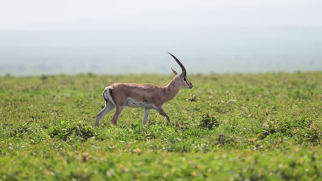 grants gazelle walking plains in africa in serengeti national park in tanzania on african wildlife safari animals game drive