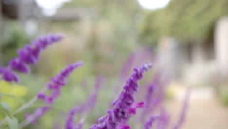 purple flowers blooming in garden, creating serene and peaceful atmosphere, copy space