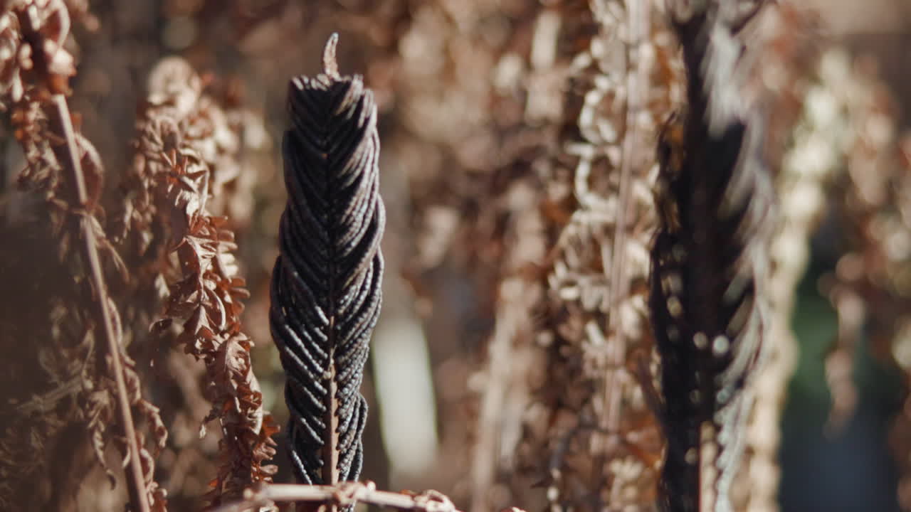 Dried Ferns