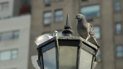 palomas en la parte superior de la lámpara de la calle en manhattan