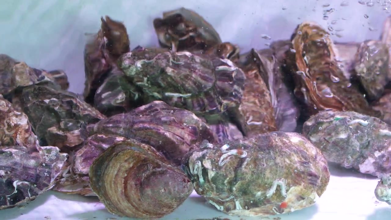 Close-up de ostras vivas submersas em um tanque de água borbulhante em um mercado de frutos do mar.