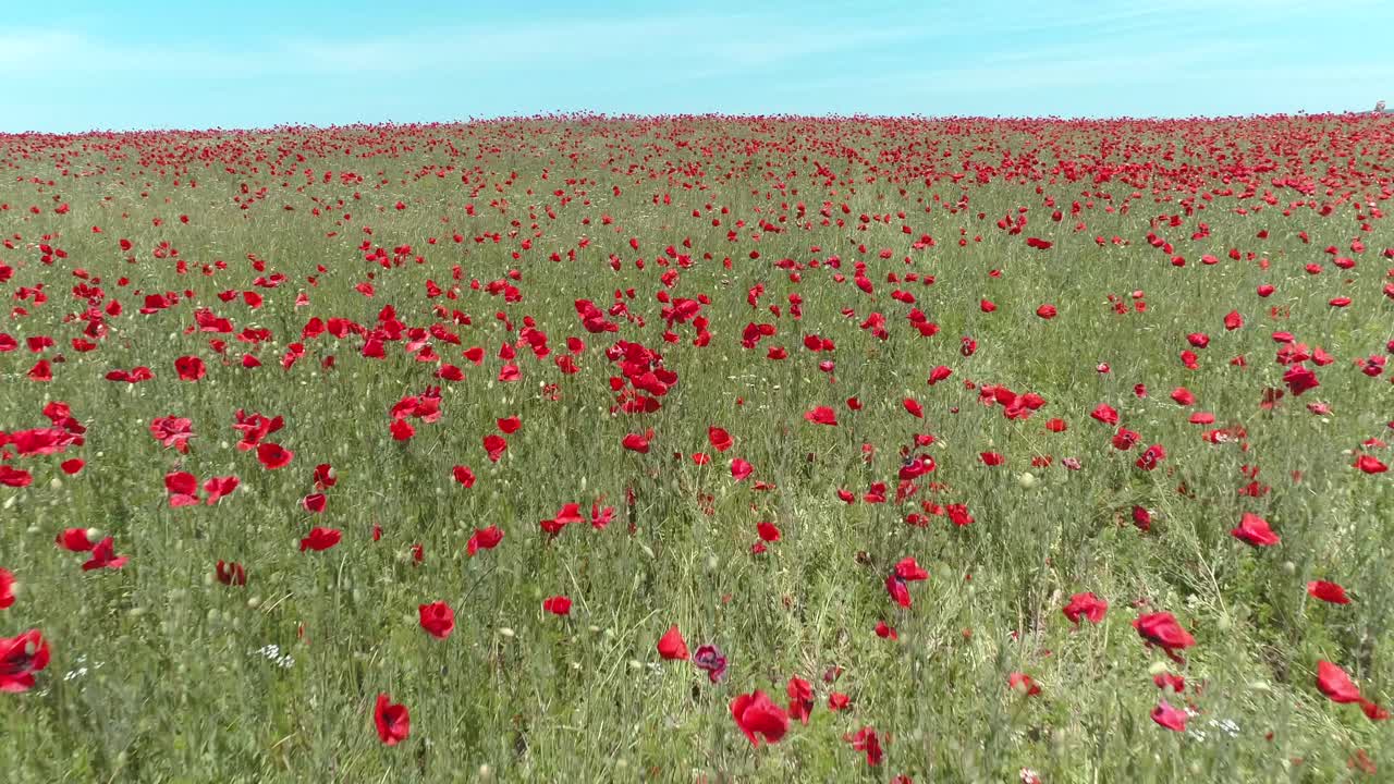 은 포피의 광활한