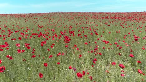 un vasto campo de amapolas rojas