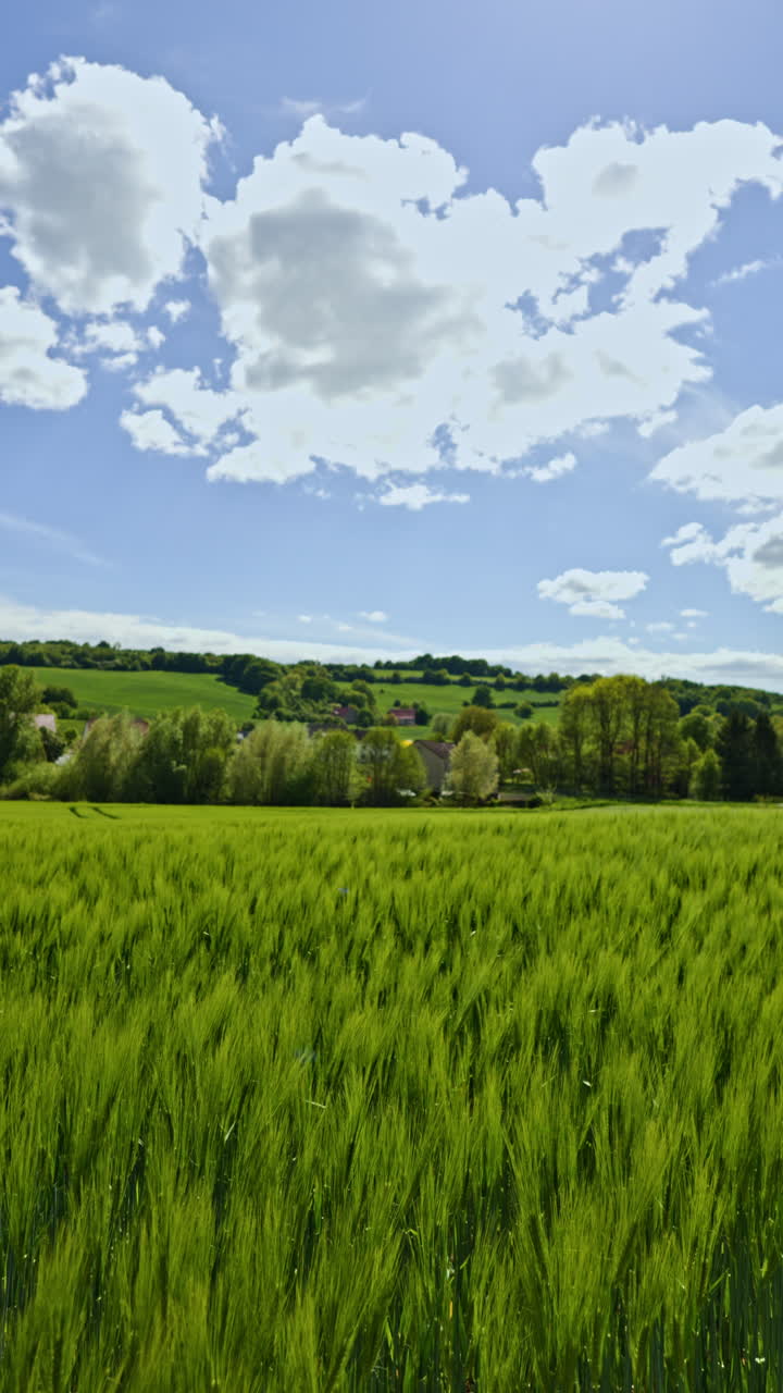 Video vertical de espigas de trigo ondeando al viento. Un exuberante campo de trigo verde en el campo. Campo de trigo en un día soleado de primavera. Espigas jóvenes y verdes. Espigas de cebada en el campo.
