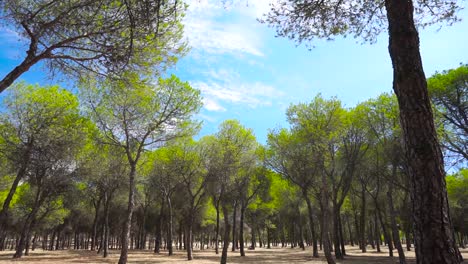 Upward moving shot of trees with blue sky