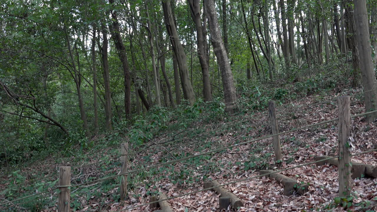 una escalera de un bosque en el día