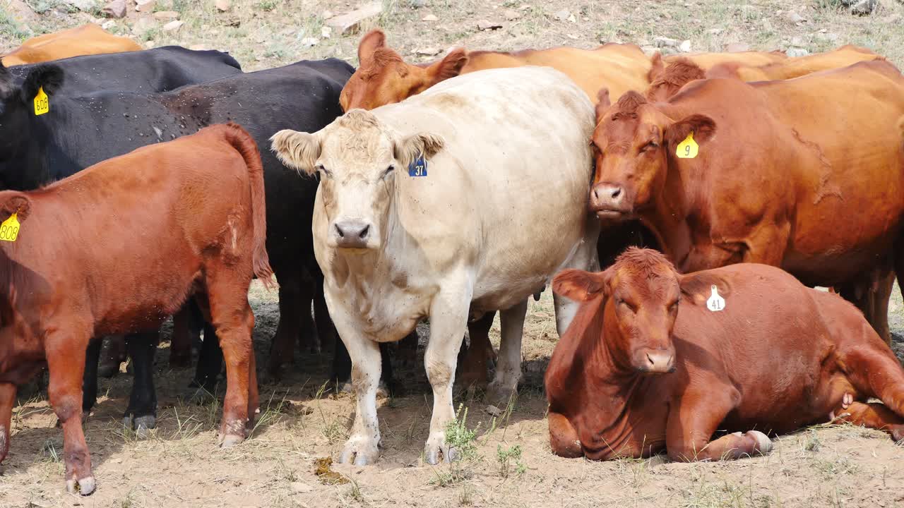 Una grande mucca bianca sta al centro del resto della mandria.
