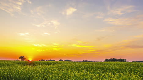 Zeitraffer-Der-Magischen-Stunde-Des-Sonnenuntergangs-über-Rapsfeldern