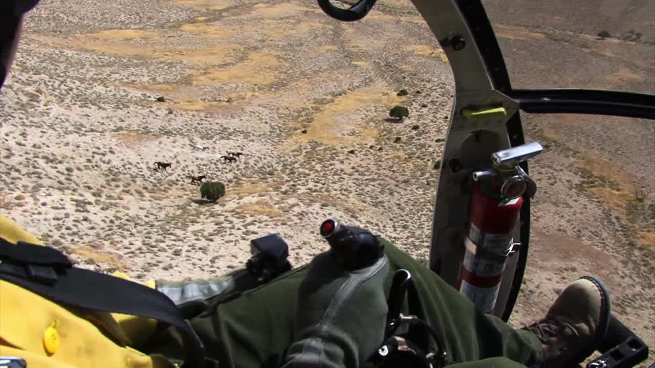 la oficina de administración de tierras reúne caballos salvajes usando helicópteros 2