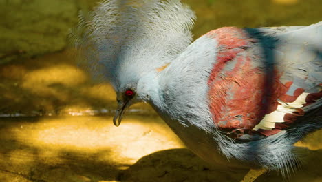 victoria crowned pigeon eats some food and flaps its wings