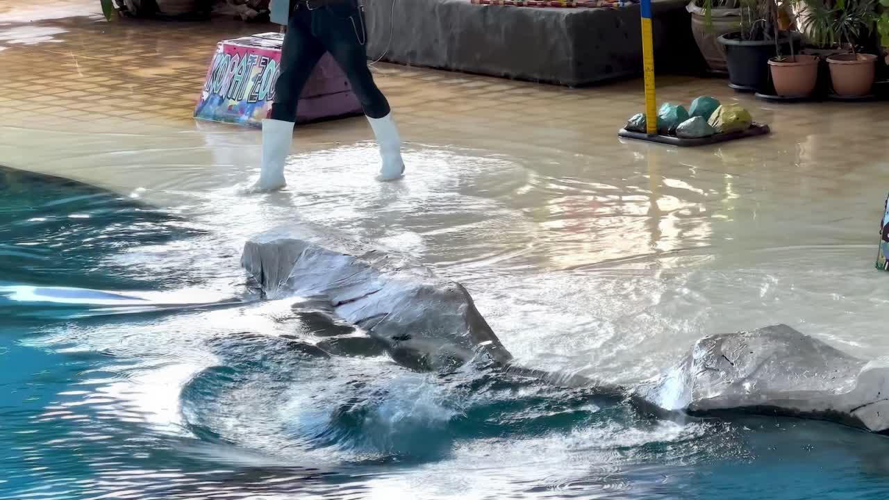A sea lion energetically splashes in the pool while interacting with a trainer at Korat Zoo.