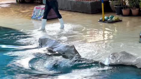 a sea lion energetically splashes in the pool while interacting with a trainer at korat zoo.