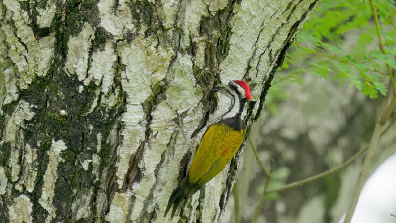 Common Flameback Woodpecker Bird Getting The Insect On The Tree Bark With Its Beak. - closeup shot