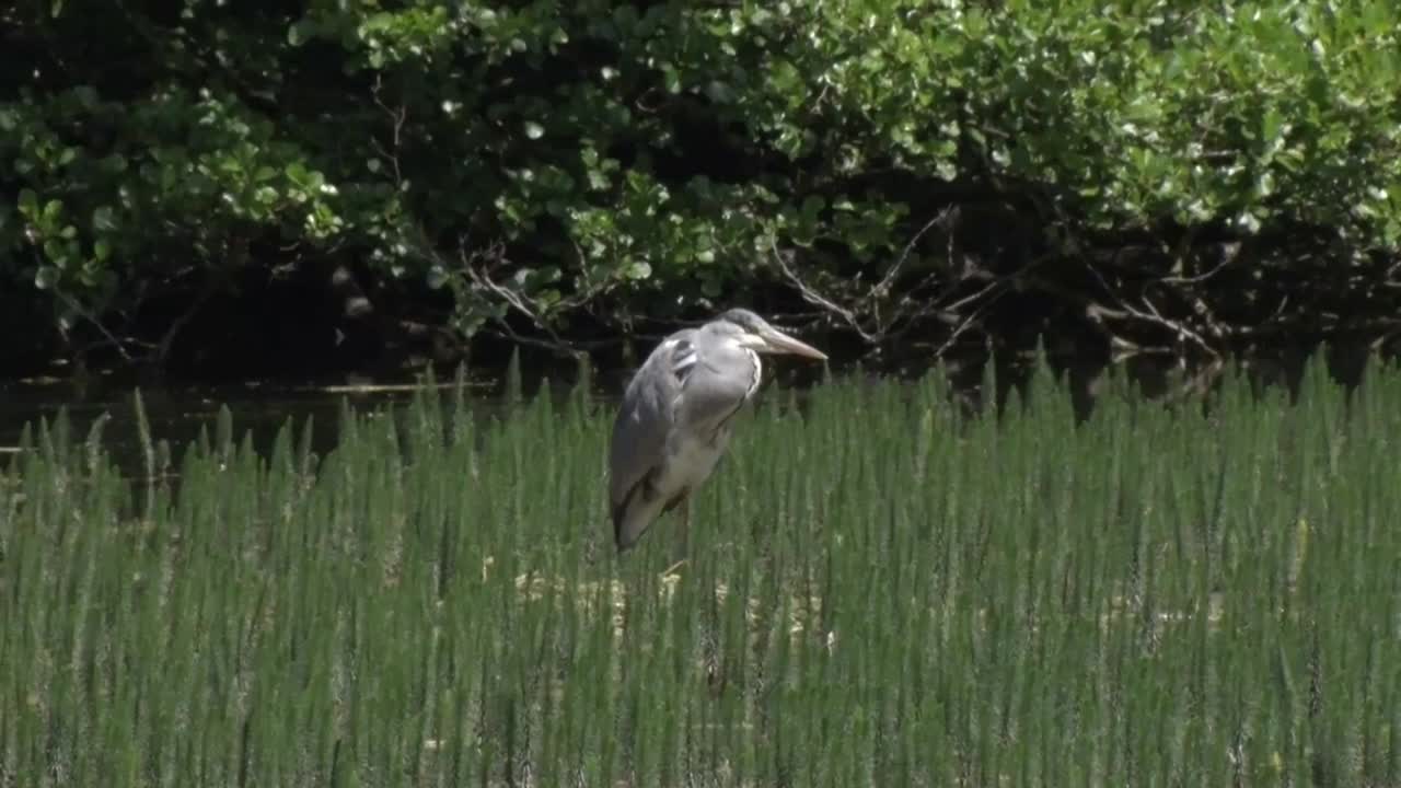 серая цапля, ardea cinerea, стоящая в растительности на краю озера