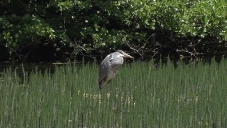 una garza gris, ardea cinerea, de pie en la vegetación en el borde del lago