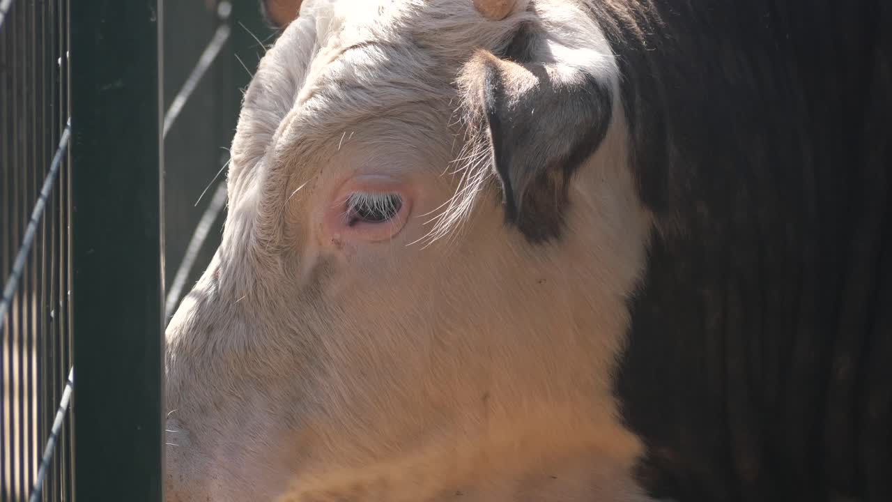 Close-up of a Bull's Face