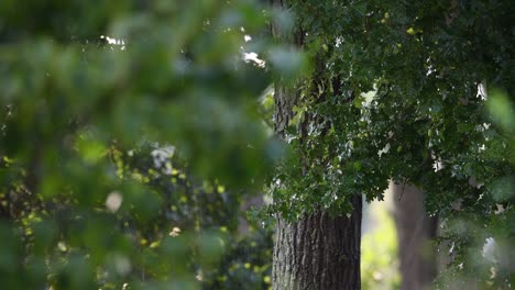 an oak is moistened by a lawn sprinkler with dripping leaves