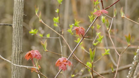 close up shot leaves on branch in autumn