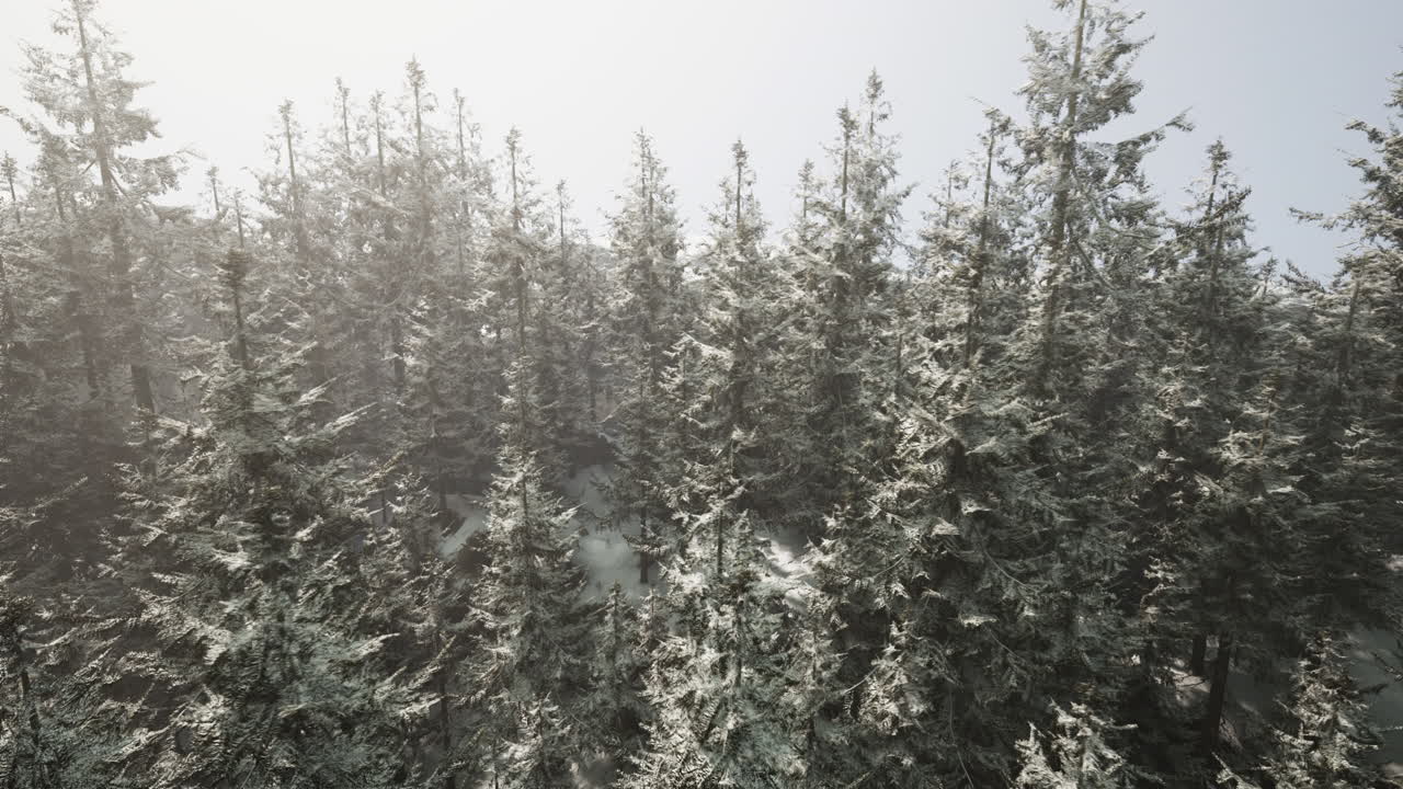 눈 인 숲 의 공중 풍경