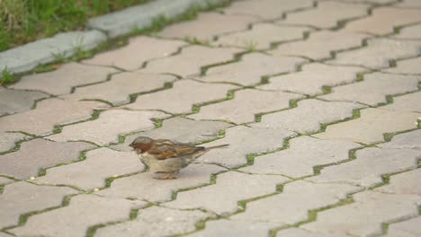 sparrow on cobblestone pavement