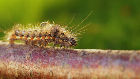 Yellow-tail-moth-(Euproctis-similis)-caterpillar,-goldtail-or-swan-moth-(Sphrageidus-similis)-is-a-caterpillar-of-the-family-Erebidae.-Caterpillar-crawls-along-a-tree-branch-on-a-green-background.