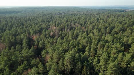 AERIAL:-Fast-Flying-Above-Majestic-Pine-Forest-with-Clear-Sky-on-a-Sunny-Autumn-Day