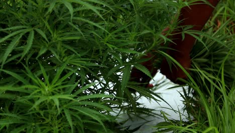 close up view of hispanic migrant worker trimming cannabis plants on a commercial hemp farm