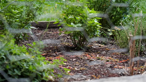 pan a través del jardín de hierbas a través de la valla