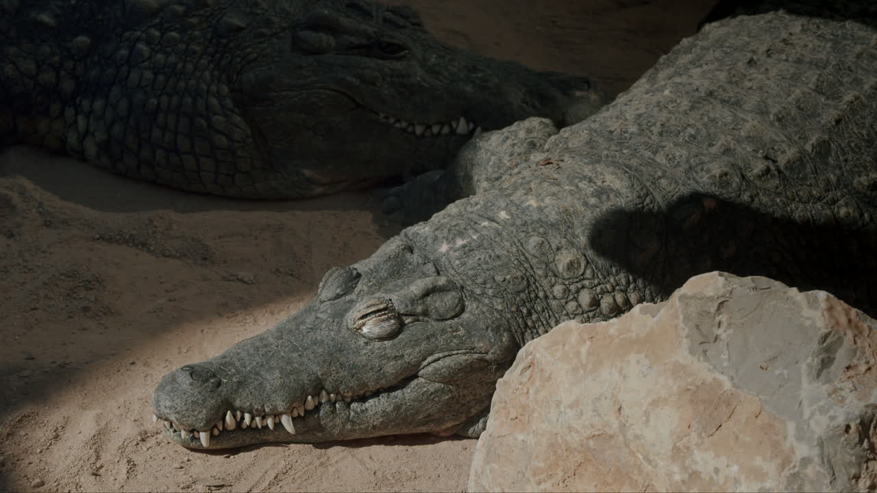 cocodrilos del nilo descansando pacíficamente en el sol