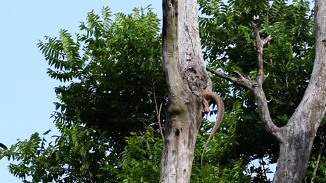 The-Clouded-Monitor-Lizard-is-found-in-Thailand-and-other-countries-in-Asia