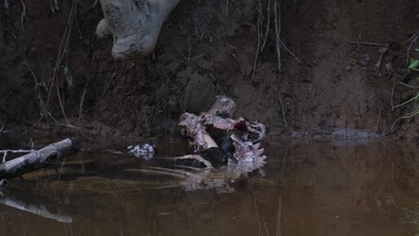 Visto-Dentro-Del-Esqueleto-De-Un-Ciervo-Sambar,-Levantó-Sus-Patas-Delanteras-Hacia-Arriba-Para-Agarrar-Y-Morder-Rápidamente