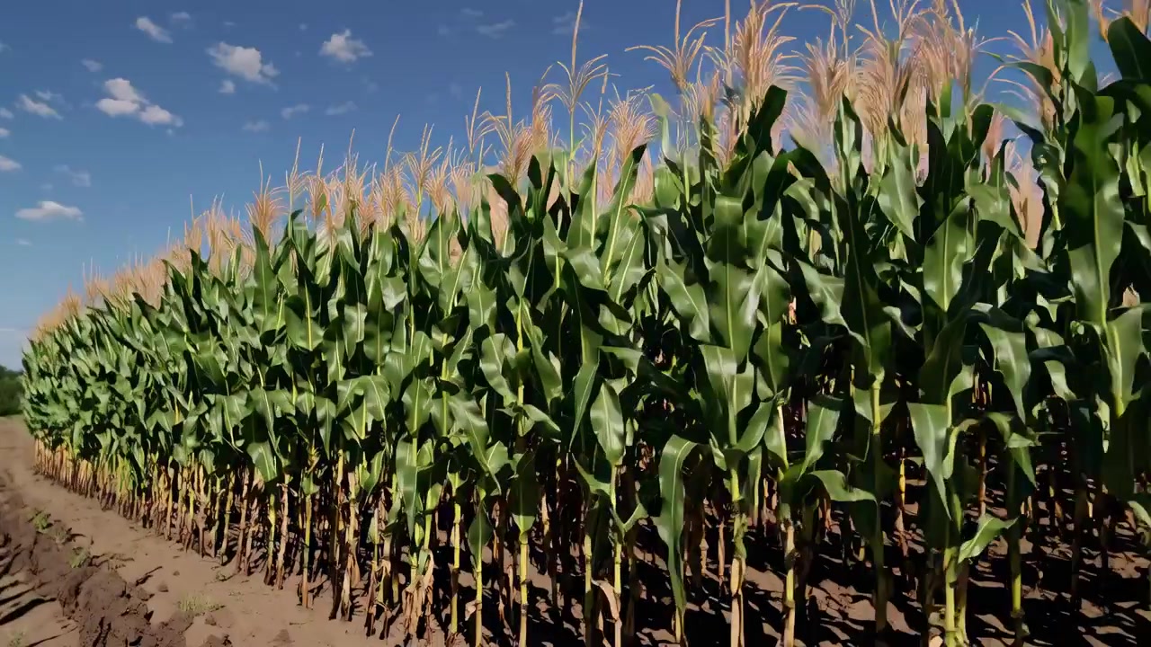 Vibrant Green Cornfield with Tassels Under Clear Blue Sky