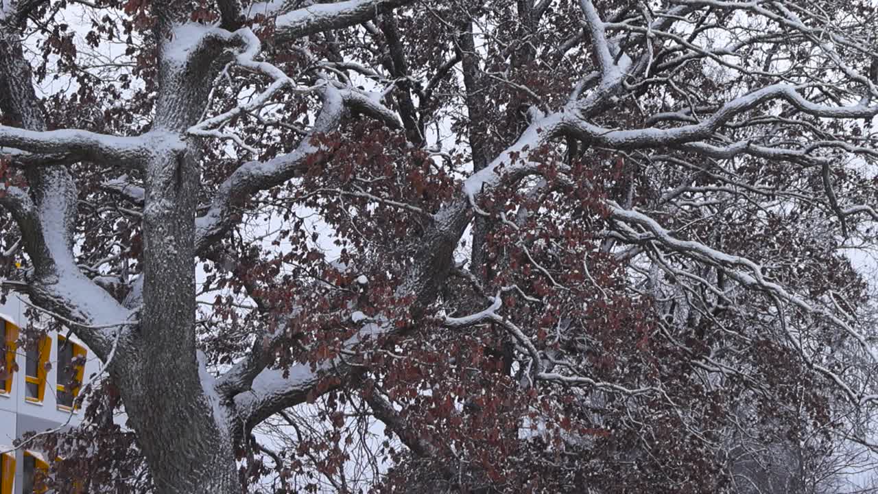 Thick white fluffy snow covering and old big ash or an oak tree during winter day time when it\s cloudy. Leaves and the tree bark are covered with snow, while footage moves up slowly and reveals more.