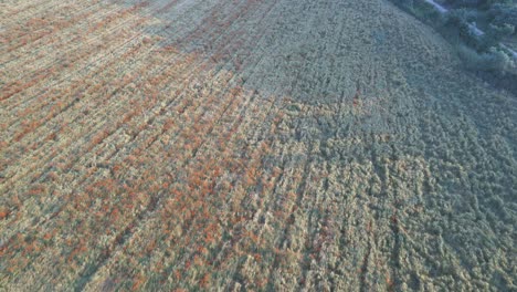 aerial-views-of-a-blossom-field