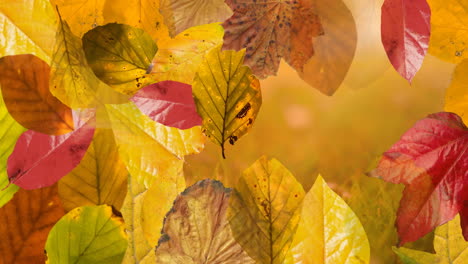 animation of layers of autumn leaves over autumn nature background