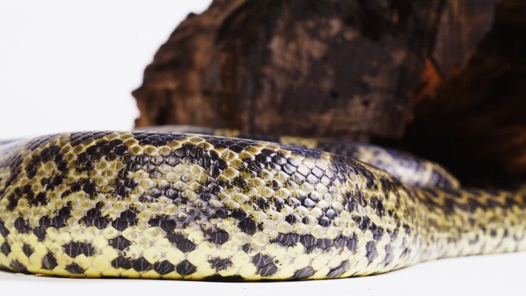 Gele anaconda schubben close-up macro