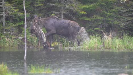 Eine-Elchkuh-Und-Ihr-Kalb-Fressen-Im-Regen-Am-Ufer-Eines-Teiches