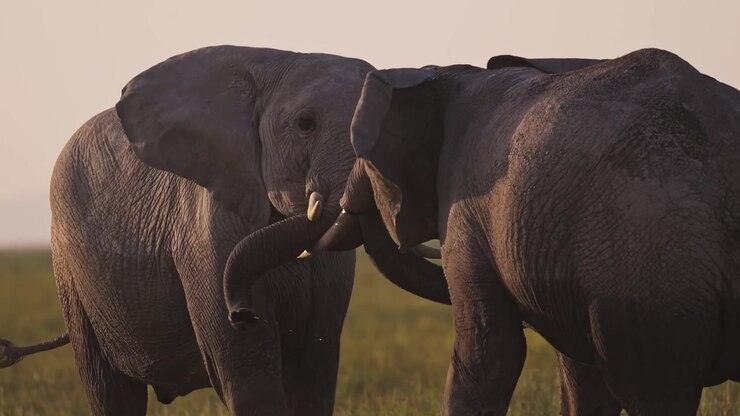 Jovens Elefantes Africanos Brincalhões Brincando na África no Parque Nacional Amboseli no Quênia em um Safári de Vida Selvagem, Comportamento Animal de Elefantes uns com os Outros em uma Manada
