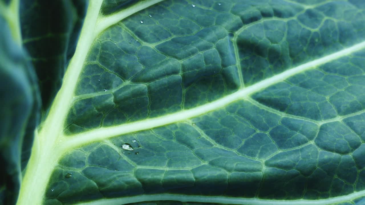 Close-up of a Cabbage Leaf with Water Droplets