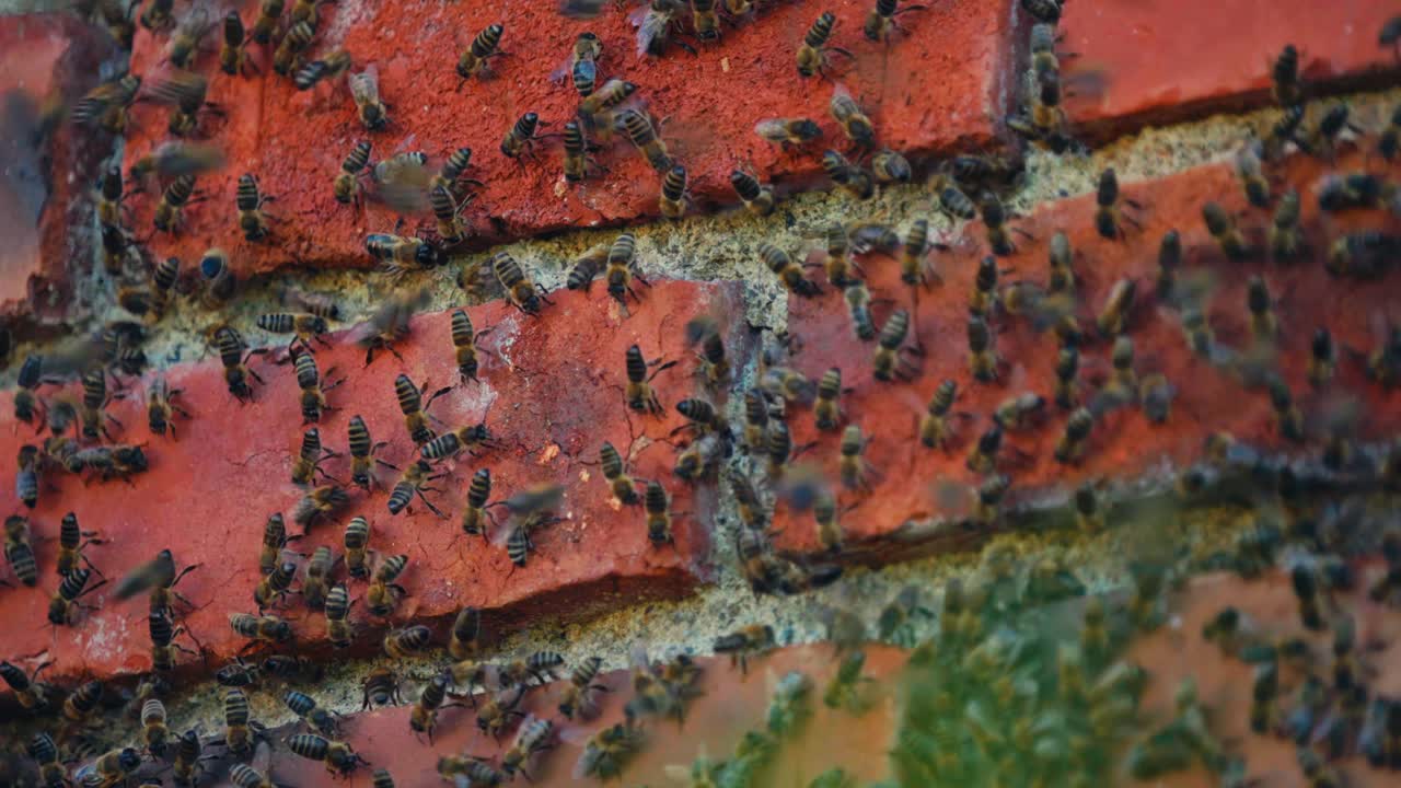 Colonia di api mellifere che striscia su un muro di mattoni in pietra. Primo piano.