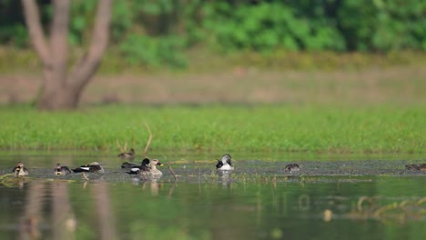 flock of ducks feeding in wetland