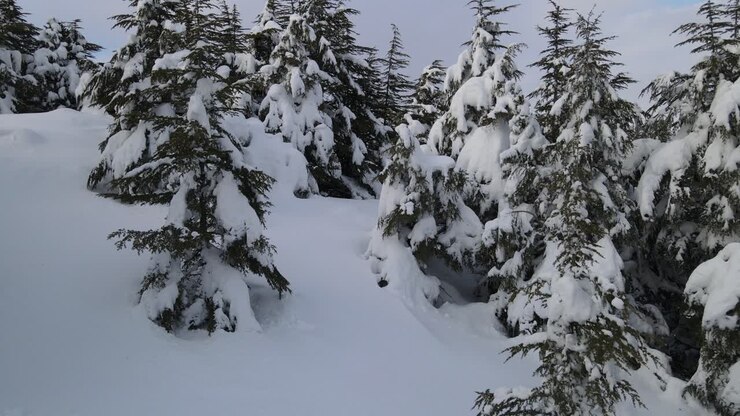 Snowy Pine Drone View