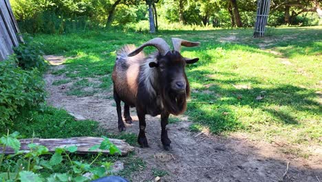 Billy goat with impressive horns on farm. Close-up