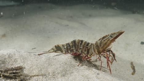 vista submarina única en perspectiva de un gran langostino que muestra el comportamiento animal caminando lentamente a lo largo de la arena del fondo del océano