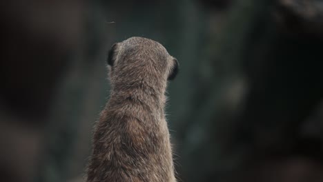 Einzelnes-Wachsames-Erdmännchen,-Das-Aufrecht-Steht-Und-Ausschau-Hält