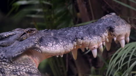 a saltwater crocodile blinking while keeping it's mouth open for cooling it's body temperature - slowmo